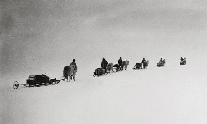 These horses struggled to withstand low temperatures and snowstorms