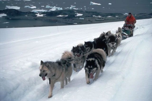 Sled dogs in Antarctica.