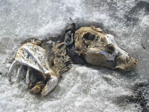 Bones of a sled dog that died in Antarctica.