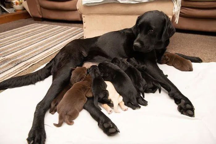 This litter is the result of the breeding program.