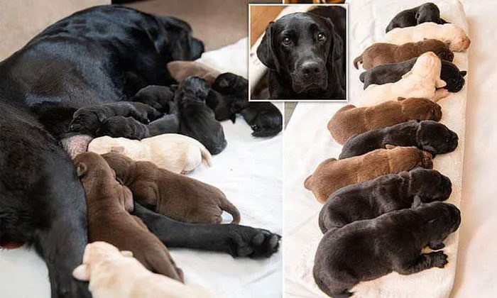 Zola the dog with her puppies.