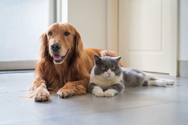 Dogs and cats infected with the Alpha variant show signs of myocarditis.