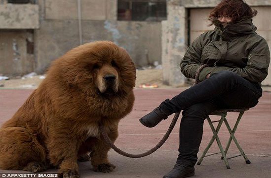 Tibetan Mastiff