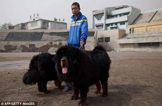 The breed was discovered by two Italian explorers