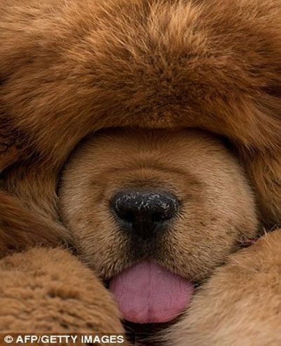 In China, the price of this breed can reach up to $750,000.