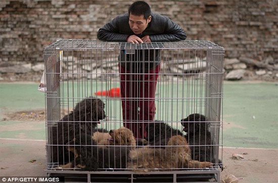 The Tibetan Mastiff is quite large.