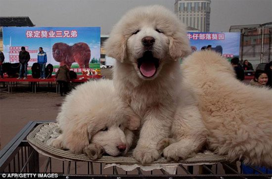 The Tibetan Mastiff is fiercely loyal to a single owner.