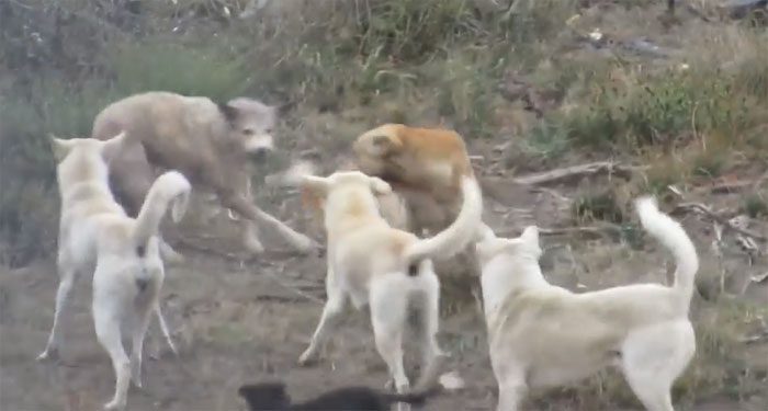 The wolf struggled hard to escape from this fierce pack of dogs.