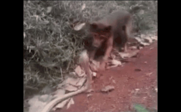 The venomous snake remained calm, allowing the house dog to attack first.