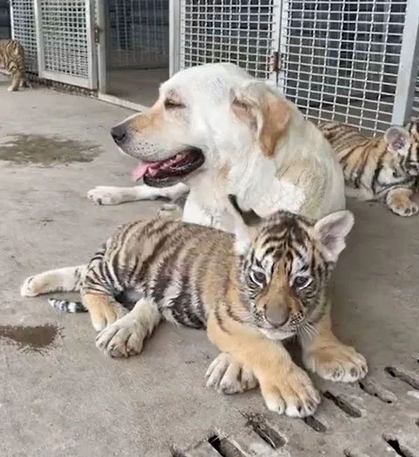After completing its mission, the Labrador is determined to stay and not leave its "children"