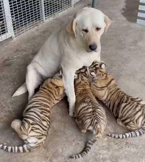 Labrador unexpectedly becomes a reluctant wet nurse