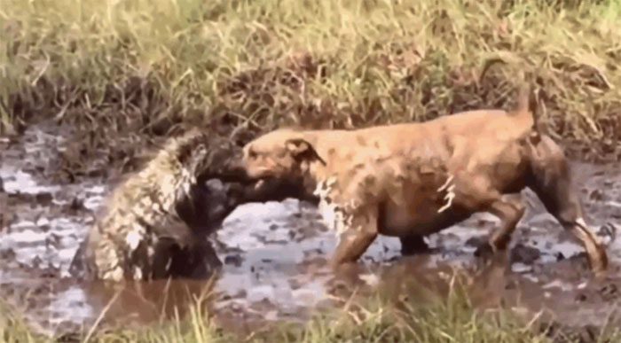 The more it attacks, the more pain the Pitbull experiences.