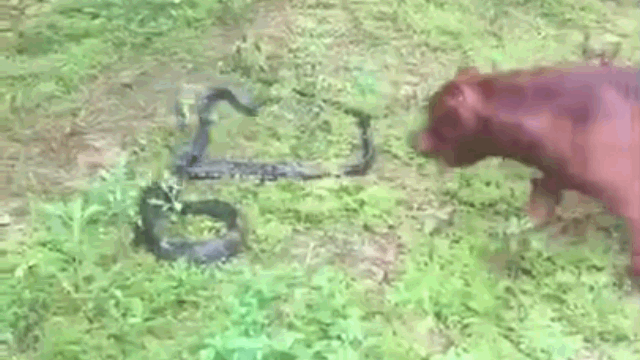 The king cobra is bitten multiple times by the Pitbull but can only respond weakly.