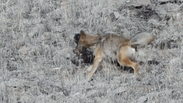 After a struggle, the mountain lion managed to escape from the coyote and quickly ran away.
