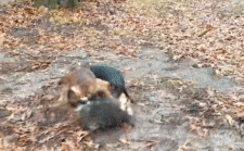 Raccoon battles terriers