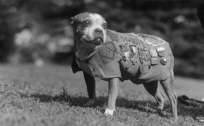 Sergeant Stubby