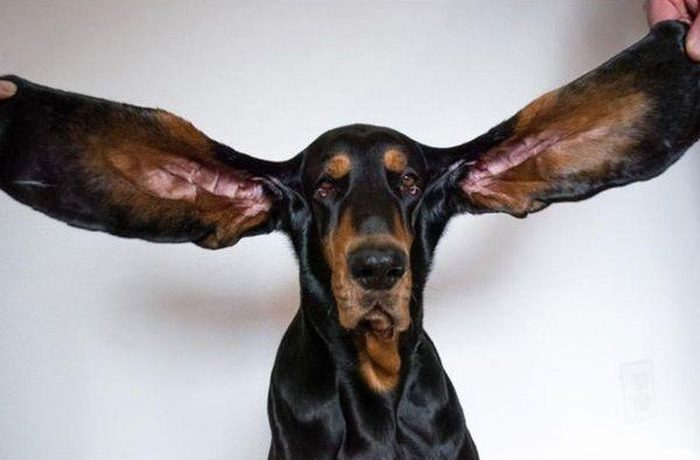 Lou the dog holds the Guinness World Record for having ears longer than 30 cm.