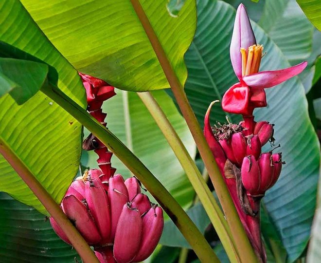 Pink Banana (Musa Velutina)
