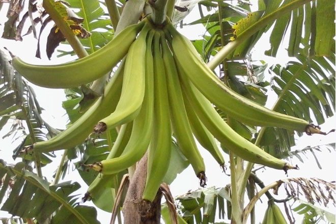 Rhino Horn Banana