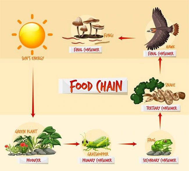 A basic example of a food chain in nature.