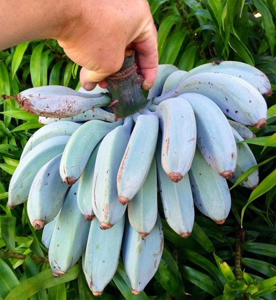 Blue Java Banana