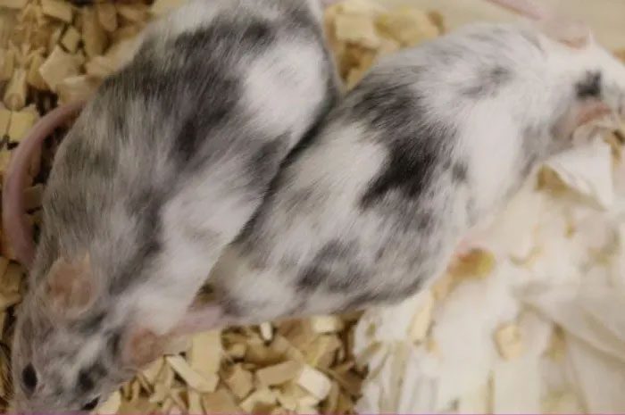 Genetically modified mice