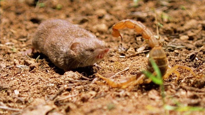Battle between an Indian red scorpion and a shrew.