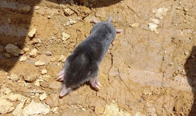 Ngọc Linh mole newly discovered in Vietnam.