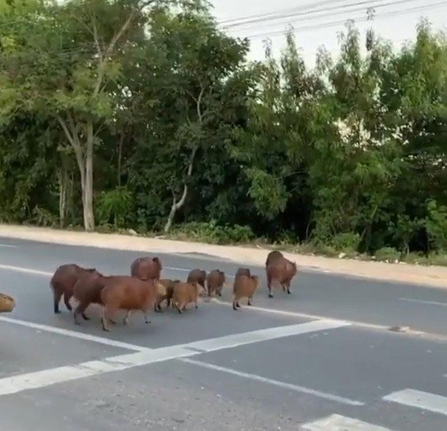 The group of capybaras patiently waits for the last car to pass before crossing the road.