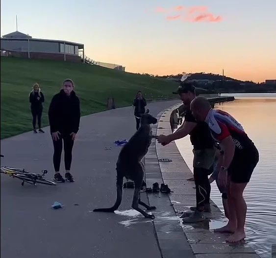 The kangaroo holding hands as if to say thank you to the two men who saved its life.