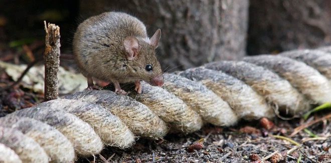 Invasive rats severely impact the island's flora and fauna.