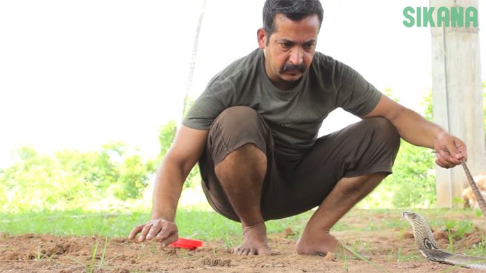 Using hands to attract attention and calm the snake.