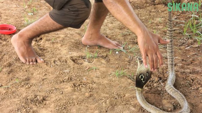 Using the knee to attract the snake's attention