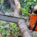city saving thousands of trees to conserve water 117235