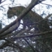 climb a tree and catch when the dog is chasing the hedgehog 117894