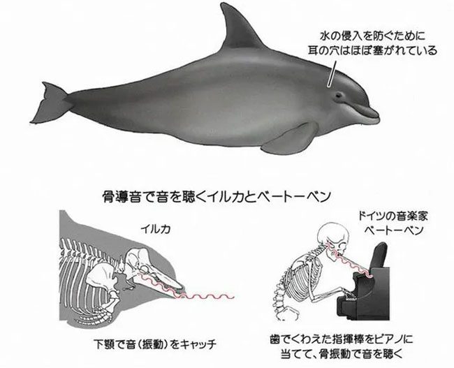 Humans and dolphins