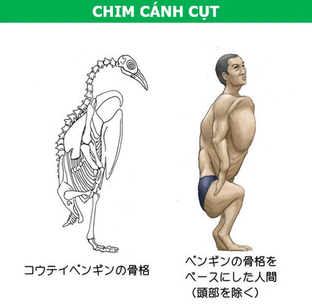A person embodying the anatomical structure of a penguin.