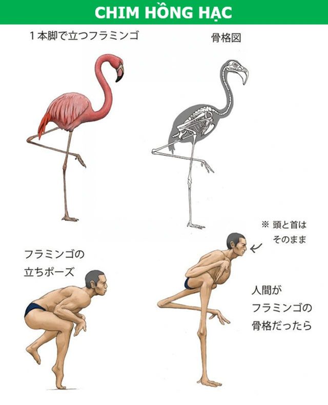 Flamingos stand out with their colorful feathers and long legs.