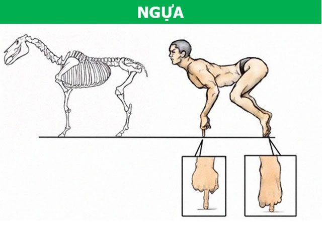 Through evolution, horses have 'lost' all toes except for the middle one