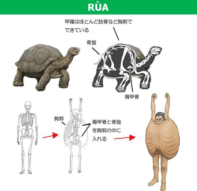 The skeletal structure of turtles is truly unique