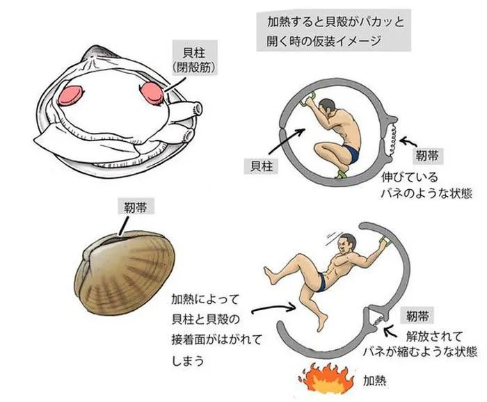 Humans and clams