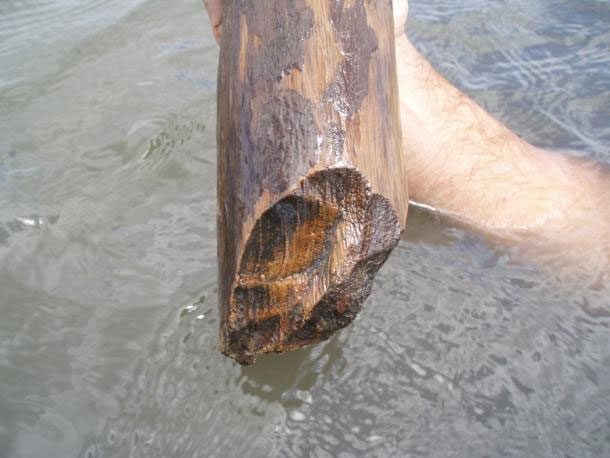 A wooden post from a stilt house preserved intact by saltwater