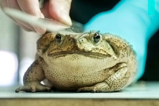 Cane toads can grow up to 24 cm long and have no natural predators.