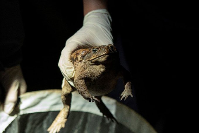 An adult cane toad spotted in Chaotun, central Taiwan.