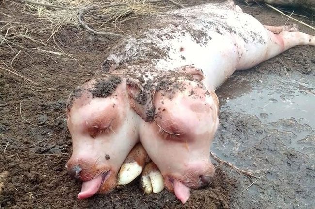 Two-headed calf with a pig-like body born in Khakassia, Russia