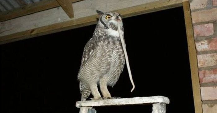 Even after returning to the wild, the owl regularly visits its owner