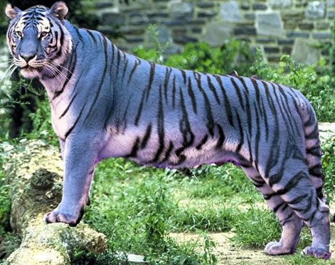 The blue tiger is very famous but its existence has yet to be proven.