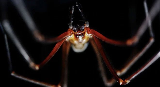 Exposure therapy is commonly used to treat arachnophobia.