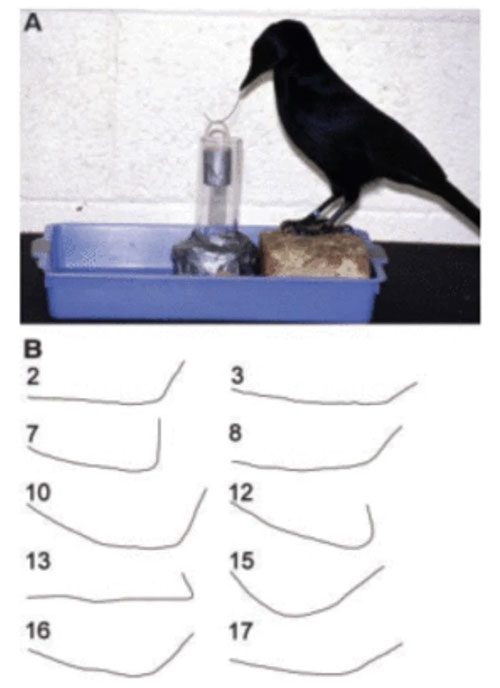 Some birds can use their feet and beaks to fashion hooks from strands of wire.