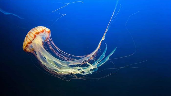 Jellyfish